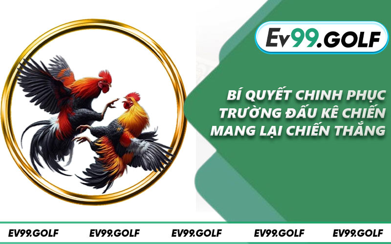 Bí quyết chinh phục trường đấu kê chiến mang lại chiến thắng