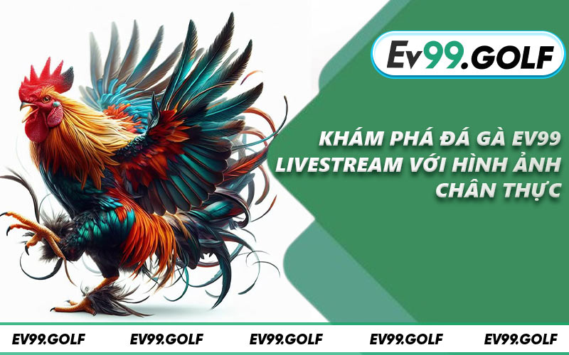 Khám phá đá gà EV99 livestream với hình ảnh chân thực
